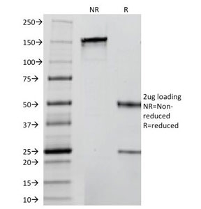 SDS-PAGE Analysis of Purified, BSA-Free Insulin Antibody (clone 2D11-H5 or INS05). Confirmation of Integrity and Purity of the An
