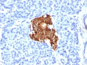 IHC testing of human pancreas stained with Insulin antibody (E2-E3).~