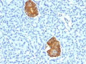 IHC testing of human pancreas stained with Insulin antibody cocktail (E2-E3 + 2D11-H5). ~