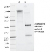 SDS-PAGE Analysis of Purified, BSA-Free CD11b Antibody (clone M1/70). Confirmation of Integrity and Purity of the Antibody.