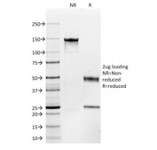 SDS-PAGE analysis of purified, BSA-free CD117 antibody (clone C117/370) as confirmation of integrity and purity.