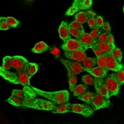 Immunofluorescent staining of permeabilized human HCT-116 cells with Cytokeratin 8 antibody (clone H1, green) and Reddot nuclear stain (red).