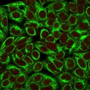 Immunofluorescent staining of permeabilized human HeLa cells with Cytokeratin 8 antibody (clone K8/383, green) and Reddot nuclear stain (red).