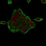 Immunofluorescent staining of permeabilized human HCT-116 cells with Cytokeratin 8 antibody cocktail (clones H1 + TS1, green) and Reddot nuclear stain (red).