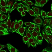 Immunofluorescent staining of permeabilized human HeLa cells with Cytokeratin 8 antibody cocktail (clones H1 + TS1, green) and Reddot nuclear stain (red).