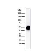 Western blot testing of human HCT-116 cell lysate with Cytokeratin 8 antibody cocktail.