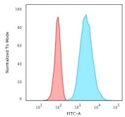 Flow cytometry testing of permeabilized human HeLa cells with Cytokeratin 8 antibody cocktail (clones H1 + TS1); Red=isotype control, Blue= Cytokeratin 8 antibody.