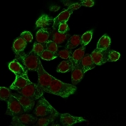 Immunofluorescent staining of permeabilized human HCT-116 cells with KRT8 antibody (clone K8.8, green) and Reddot nuclear stain (red).