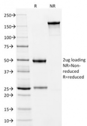 SDS-PAGE analysis of purified, BSA-free Cytokeratin 10 antibody (clone LH2) as confirmation of integrity and purity.