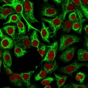 Immunofluorescent staining of human A549 cells with unlabeled Cytokeratin 14 antibody (clone LL002, green) and Reddot nuclear stain (red).