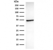 Western blot testing of human intestine lysate using Cytokeratin 18 antibody (clone DC10). Predicted molecular weight ~48 kDa.