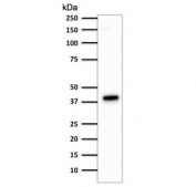 Western blot testing of human HCT116 cell lysate using Cytokeratin 18 antibody (clone DA7). Predicted molecular weight ~48 kDa.