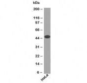 Western blot testing of human HeLa cell lysate using Cytokeratin 18 antibody (clone DA7). Predicted molecular weight ~48 kDa.