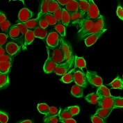 Immunofluorescent staining of permeabilized human MCF7 cells with Cytokeratin 18 antibody (clone DA7, green) and Reddot nuclear stain (red).
