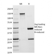 SDS-PAGE analysis of purified, BSA-free Cytokeratin 18 antibody (clone DA7) as confirmation of integrity and purity.