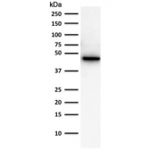 Western blot testing of human PC3 cell lysate using of Cytokeratin 19 antibody (clone A53-B/A2.26). Predicted molecular weight ~43 kDa.