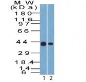 Western blot testing of human 1) HepG2 and 2) MCF7 cell lysate with Cytokeratin 19 antibody (clone A53-B/A2.26). Predicted molecular weight ~43 kDa.