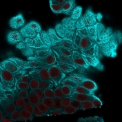 Immunofluorescent staining of MeOH fixed human MCF7 cells with Cytokeratin 19 antibody (clone A53-B/A2.26, blue) and Reddot nuclear stain (red).