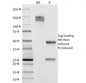 SDS-PAGE analysis of purified, BSA-free Cytokeratin 19 antibody (clone A53-B/A2.26) as confirmation of integrity and purity.