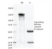 SDS-PAGE Analysis of Purified, BSA-Free CD46 Antibody (clone 122.2). Confirmation of Integrity and Purity of the Antibody.