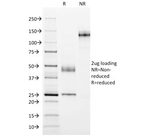 SDS-PAGE analysis of purified, BSA-free MUC1 antibody (clone GP1.4) as confirmation of integrity and purity.