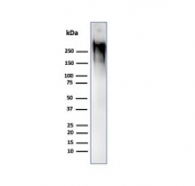 Western blot testing of human MCF7 cell lysate with MUC1 antibody (clone GP1.4). This glycoprotein is commonly visualized between 120~500 kDa.