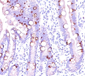 Formalin/paraffin normal human intestine stained with MUC2 antibody (CCP58).~