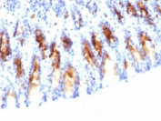 IHC testing of FFPE rat stomach stained with MUC5AC antibody (clone 45M1).