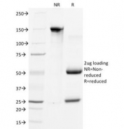 SDS-PAGE Analysis of Purified, BSA-Free Myogenin Antibody (clone MGN185). Confirmation of Integrity and Purity of the Antibody.