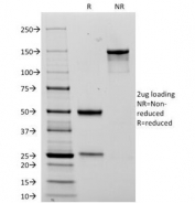 SDS-PAGE Analysis of Purified, BSA-Free NCAM Antibody (clone 123C3.D5). Confirmation of Integrity and Purity of the Antibody.