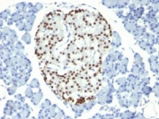 IHC testing of FFPE rat pancreas with NKX2.2 antibody (clone NX2/294).