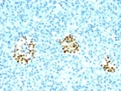 IHC staining of FFPE human pancreas with NKX2.2 antibody (clone NX2/294).
