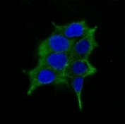 Immunofluorescence testing of LNCaP cells and Alexa Fluor 488 conjugated ODC-1 antibody (clone ODC1/485).