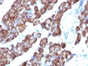 Formalin/paraffin rat pancreas stained with ODC-1 antibody (clone ODC1/485).