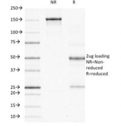SDS-PAGE analysis of purified, BSA-free ODC-1 antibody (clone ODC1/485) as confirmation of integrity and purity.