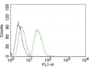Flow analysis of permeablized PC3 cells using ODC-1 antibody (clone ODC1/485, green), isotype control (gray) and no primary antibody (black).