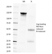 SDS-PAGE analysis of purified, BSA-free PCNA antibody (clone PC10) as confirmation of integrity and purity.