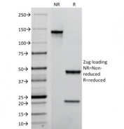SDS-PAGE Analysis of Purified, BSA-Free PECAM-1 Antibody (clone C31.7). Confirmation of Integrity and Purity of the Antibody.