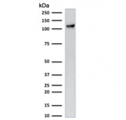 Western blot testing of human Jurkat cell lysate with PECAM-1 antibody (clone C31.7). Expected molecular weight: 83-130 kDa depending on level of glycosylation.