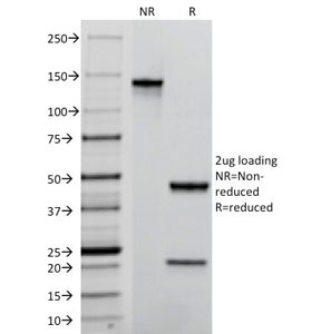 SDS-PAGE Analysis of Purified, Unconjugated, BSA-Free PECAM-1 Antibody (clone C31.7). Confirmation of Integrity