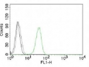 FACS testing of Jurkat cells with Alexa Fluor conjugated CD31 antibody (green) and isotype control (gray).