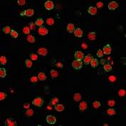 Immunofluorescent staining of PFA-fixed human Jurkat cells with CD31 antibody (green, clone C31.3) and NucSpot nuclear counterstain (red).