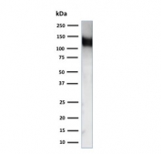 Western blot testing of human ThP-1 cell lysate with CD31 antibody (clone C31.1). Expected molecular weight: 83-130 kDa depending on level of glycosylation.
