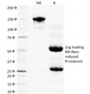 SDS-PAGE Analysis of Purified, BSA-Free PLGF Antibody (clone PLGF94). Confirmation of Integrity and Purity of the Antibody.