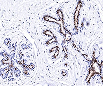 IHC testing of normal human breast stained with Progesterone receptor antibody (PR501).