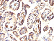 IHC staining of FFPE human placenta with Podocalyxin antibody (clone 3D3). HIER: boil tissue sections in pH6, 10mM citrate buffer, for 10-20 min and allow to cool before testing.