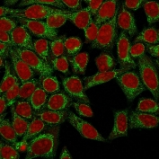 Immunfluorescent staining of human HeLa cells with Podocalyxin antibody (clone 3D3, green) and Reddot nuclear stain (red).