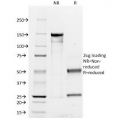 SDS-PAGE Analysis of Purified, BSA-Free CD45RO Antibody (clone UCHL-1). Confirmation of Integrity and Purity of the Antibody.