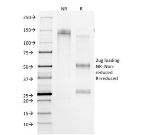 SDS-PAGE analysis of purified, BSA-free CD45RA antibody (clone 158-4D3) as
