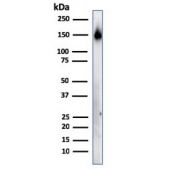 Western blot testing of human spleen lysate with CD45RA antibody (clone 158-4D3). Expected molecular weight: 147-220 kDa depending on glycosylation level.